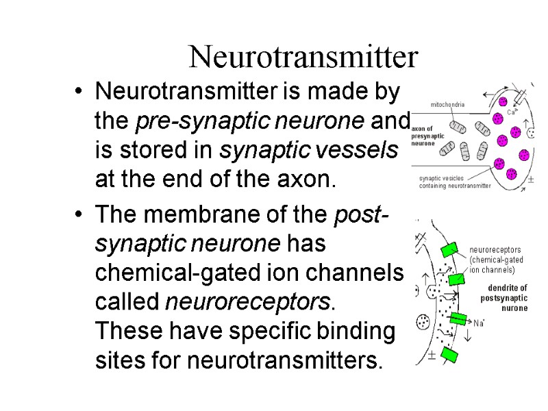 Neurotransmitter Neurotransmitter is made by the pre-synaptic neurone and is stored in synaptic vessels